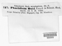 Phacidium buxi image